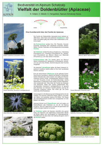 Poster Apiaceae - Verein Freunde Alpinum Schatzalp
