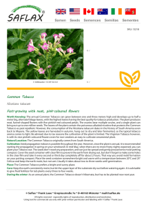Common Tobacco Nicotiana tabacum Fast-growing with