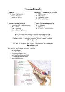 Trigonum femorale - Medistuff Marburg