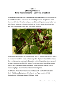 Teil115 (Tracht) Pflanzen Rote Heckenkirsche – Lonicera xylosteum