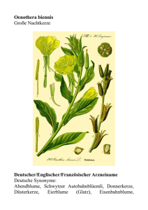 Oenothera biennis Große Nachtkerze Deutscher/Englischer