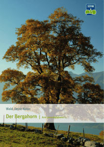 Bergahorn - Schutzgemeinschaft Deutscher Wald