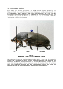 Körperbau der Insekten - Meine Buchvorstellung