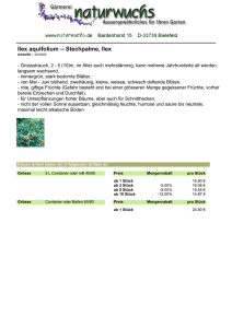 Ilex aquifolium -- Stechpalme, Ilex