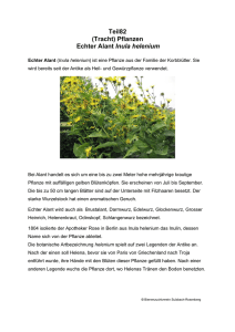 Teil82 (Tracht) Pflanzen Echter Alant Inula helenium