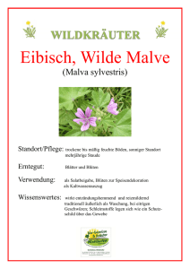 Eibisch, Wilde Malve - Gartenbau Winklhofer