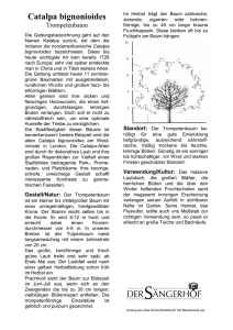 Trompetenbaum (Catalpa bignonioides)