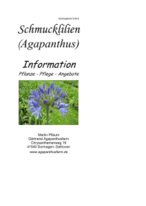 Agapanthus-Broschüre.