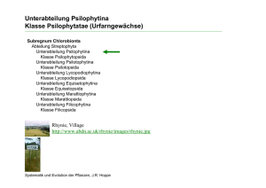 Unterabteilung Psilophytina Klasse Psilophytatae (Urfarngewächse)