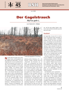 Der Gagelstrauch - Biologische Schutzgemeinschaft Hunte Weser