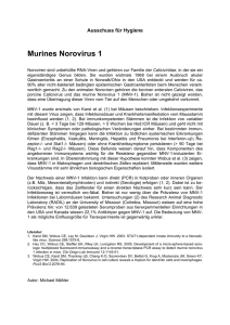 Murines Norovirus 1