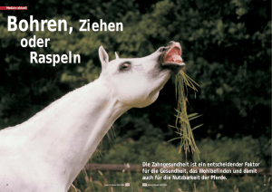 Bohren, Ziehen oder Raspeln. Die Zahngesundheit beim Pferd