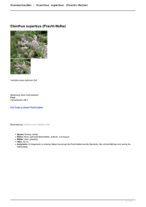 Sonnenstauden : Dianthus superbus (Pracht