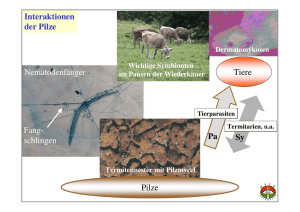 Nematodenfänger Fang- schlingen Interaktionen der Pilze Tiere Sy