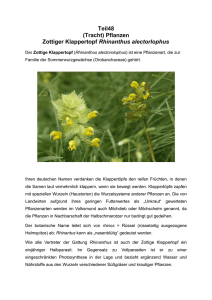 Teil48 (Tracht) Pflanzen Zottiger Klappertopf Rhinanthus alectorlophus