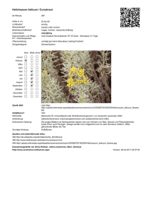 Helichrysum italicum / Currykraut