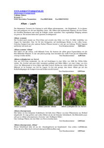 Allium - Lauch - Zierlauch, Preisliste 2010