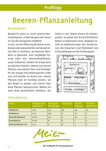 Beeren-Pflanzanleitung - Garten