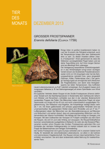 GROSSER FROSTSPANNER Erannis defoliaria (CLERCK 1759)