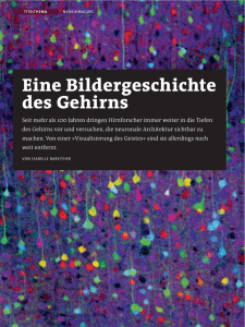 Eine Bildergeschichte des Gehirns - Max-Planck