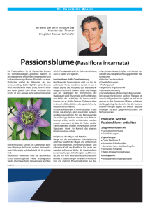 Teil 10 - Passiflora incarnata / Passionsblume