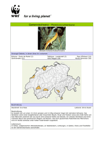 Beschreibung Gartenrotschwanz - Phoenicurus phoenicurus, WWF