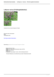 Halbschattenstauden : Lathyrus vernus - Cottage