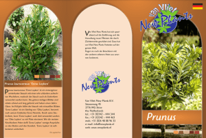 Prunus - van Vliet New Plants