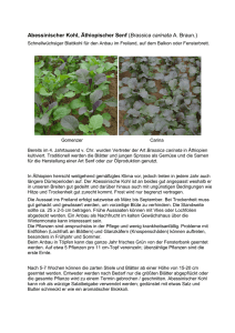 Brassica carinata Anbau und Nutzung
