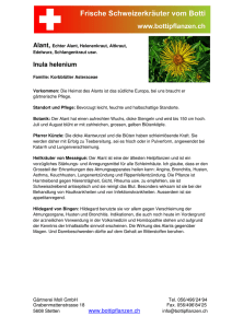 Inula helenium - Bottipflanzen.ch