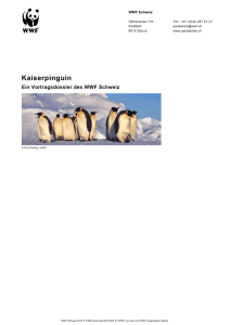 Kaiserpinguin - WWF Panda Club