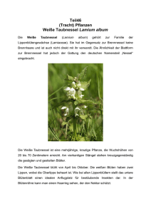 Teil46 (Tracht) Pflanzen Weiße Taubnessel Lamium album