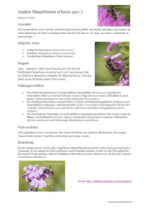 Andere Mauerbienen (Osmia spec.) - Cheschtene
