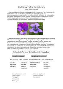 Die Gattung Viola in Nordostbayern