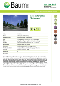 Acer platanoides `Columnare`