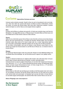 Cyclame - Huplant Pflanzenkulturen AG