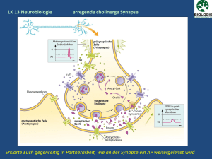 LK 13 Neurobiologie Chem. Synapsen ermöglichen eine