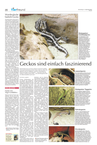 Zeitungsbericht Geckos - mr