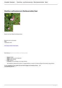 Stauden-Saatgut : Dianthus carthusianorum - Cottage