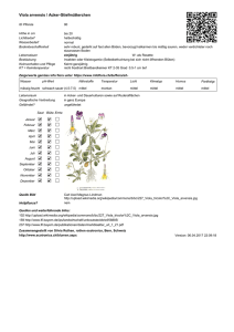Viola arvensis / Acker