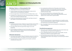 Infektion mit Chlamydophila felis