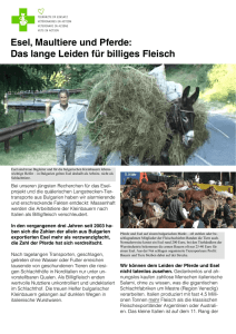 Esel, Maultiere und Pferde: Das lange Leiden für billiges Fleisch