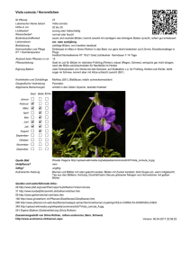 Viola cornuta / Hornveilchen