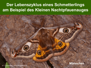 PDF-Präsentation: Lebenszyklus des Kleinen Nachtpfauenauges