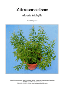 Aloysia triphylla - Gartenakademie Rheinland