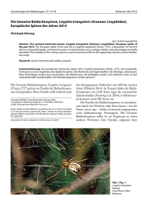Die Gemeine Baldachinspinne, Linyphia triangularis (Araneae