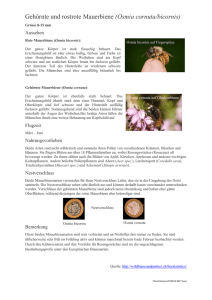 Gehörnte und rostrote Mauerbiene (Osmia cornuta/bicornis)