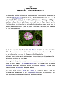 Teil5 (Tracht)Pflanzen Ackerwinde Convolvulus arvensis