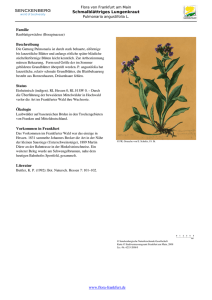 Pulmonaria angustifolia L. Schmalbl  triges Lungenkraut