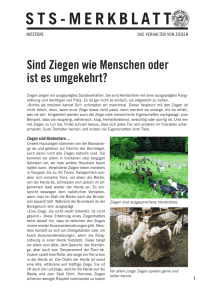 Ziegen - Schweizer Tierschutz STS